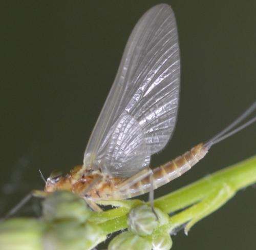 Réf. 278 174 : Rhithrogena sp.